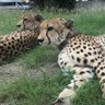 ATALI profil fotoğrafı