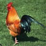 Profilbild von Baron ๐