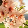 Almond profil fotoğrafı