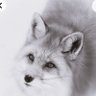 Фото профиля TheSilverFox