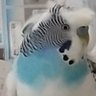 ふう's profile picture