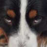 Peter 🪖Vet-Ret🩴 profil fotoğrafı