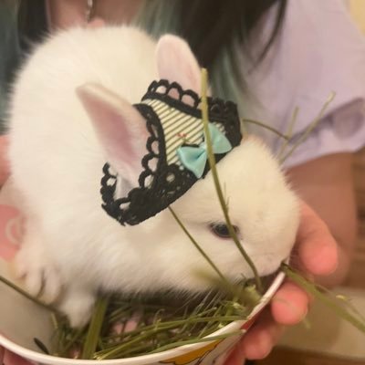 kokoro_bbbb's profile picture