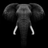 GODFATHER♞'s profile picture