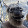 Profilbild von Richard Britz