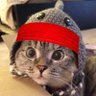 Roaring Shark Cat 🦈🐱's profile picture