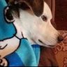 pedro. profil fotoğrafı