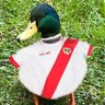 Pato's profile picture