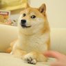 Фото профиля duckswithdoge
