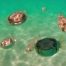 Profilbild von Pufferfish Guy