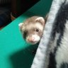 たーや's profile picture