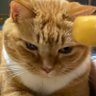けまる's profile picture