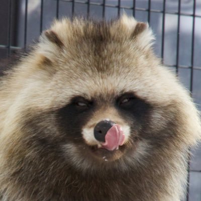 えぞたぬき協会's profile picture