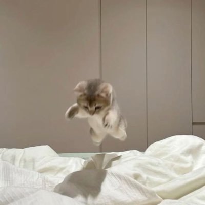 yikoubao's profile picture