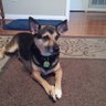 Dogfan62's profile picture