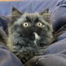 มำแดว 🐈‍⬛🫧 的头像