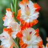 Фото профиля Shankar