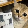 Фото профиля 绝世猫猫虫