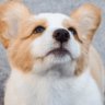 姆吉's profile picture
