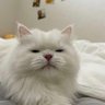 WHITE・KITTEN ツ 的头像