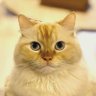 Фото профиля でみお