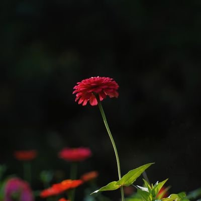 Noordawar1's profile picture