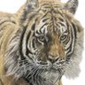 猛虎's profile picture