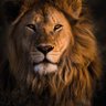 Rubicon's profile picture