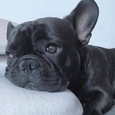 Frenchies Vibe's profile picture
