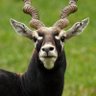 Boll Venk's profile picture