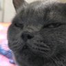 ป๋าของแมวจอมกวน's profile picture