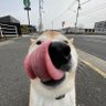 Dropshoooot's profile picture