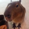 のっかん 的头像