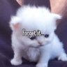 Nicolas's profile picture