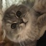 Profilbild von ぺる岡