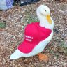 Duck Warrior17 的头像