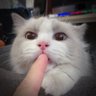 Leo 的头像