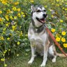 Babs profil fotoğrafı