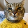 Profilbild von fella