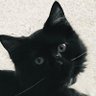 Profilbild von CatDadDan