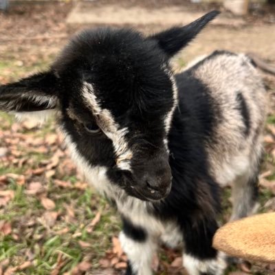 ⭐️king dyke⭐️'s profile picture