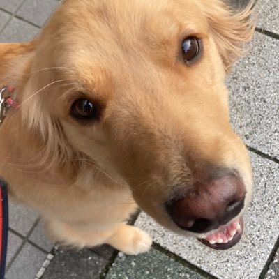 TOKI@サモGR飼い's profile picture