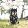 サク 的头像