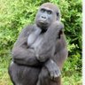 Фото профиля orang tersesat