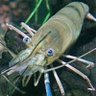 Profilbild von Fukkin Prawn