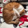 ☆ぬいぐるみ☆ profil fotoğrafı