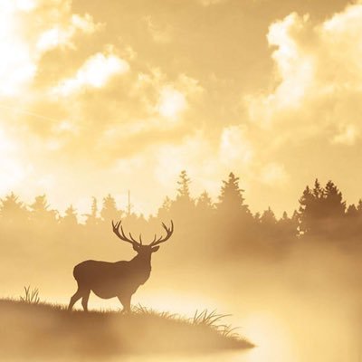 五七七's profile picture