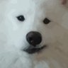 BruceAsianDude's profile picture