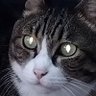 田舎者's profile picture
