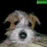 Duke's profile picture